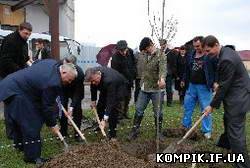 Картинка Алею життя із сакур посадили в Івано-Франківську