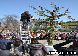 Картинка В Коломиї до 8 березня встановили найвище в Україні трояндове дерево