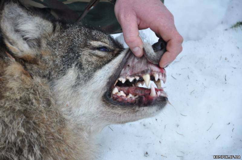 Картинка На Долинщині вбили вовка