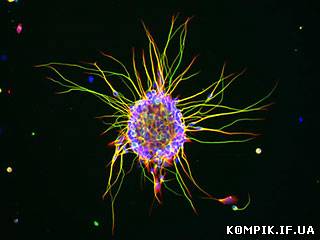 Картинка Науковці спростували міф: нервові клітини відновлюються. Спосіб знайдено