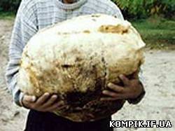 Картинка На Чернігівщині знайшли гриб вагою 6,6 кг