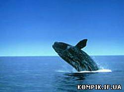 Картинка Білий великий кит потопив 14 метрове судно