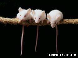 Картинка Науковці хотіли вивести мишей-мутантів, але випадково навчили їх співати