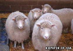 Картинка Вчені створили чотирьох клонів знаменитої вівці Доллі