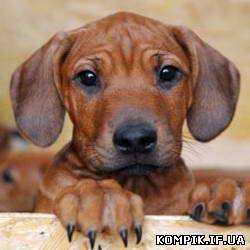 Картинка У Німеччині собака народила 17 цуценят (відео)